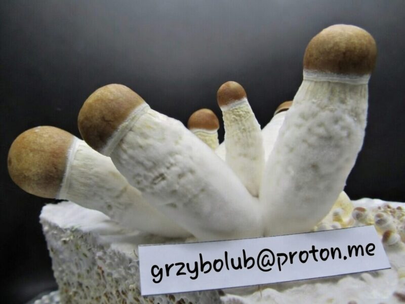 Grzybki Penis Envy